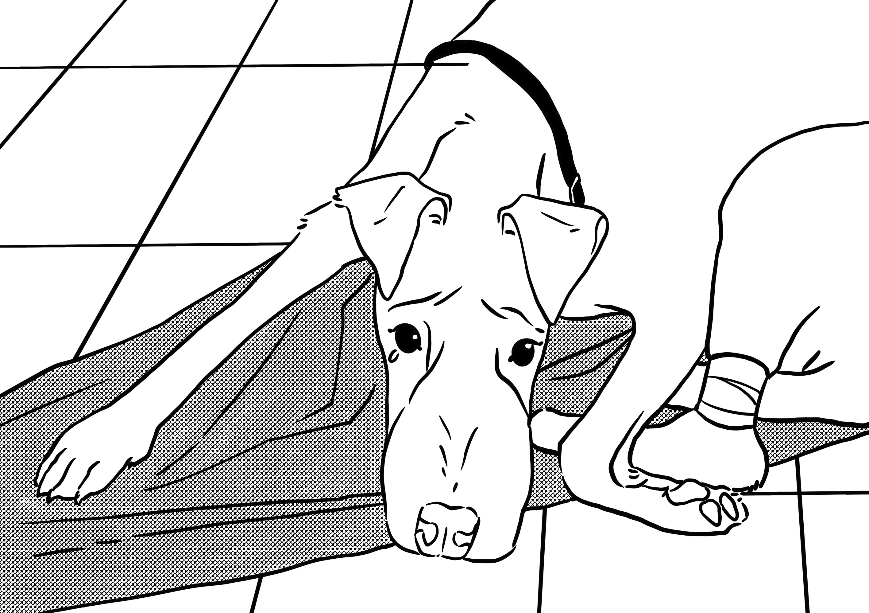 6 Signs Your Dog is Sick a dog is sick