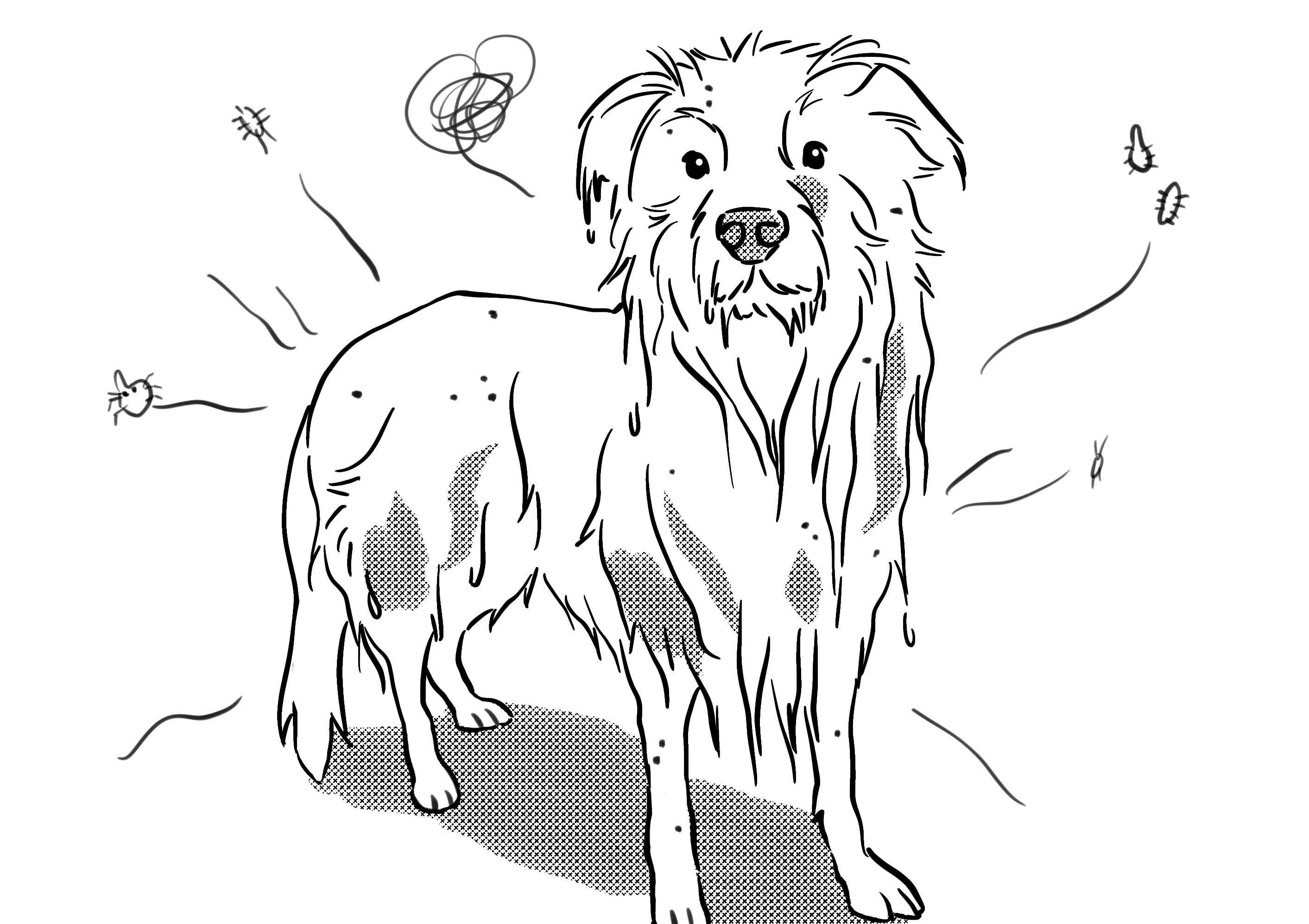 Natural Flea Remedies that Work for Your Home and Your Pet a dog with lots of fleas on him