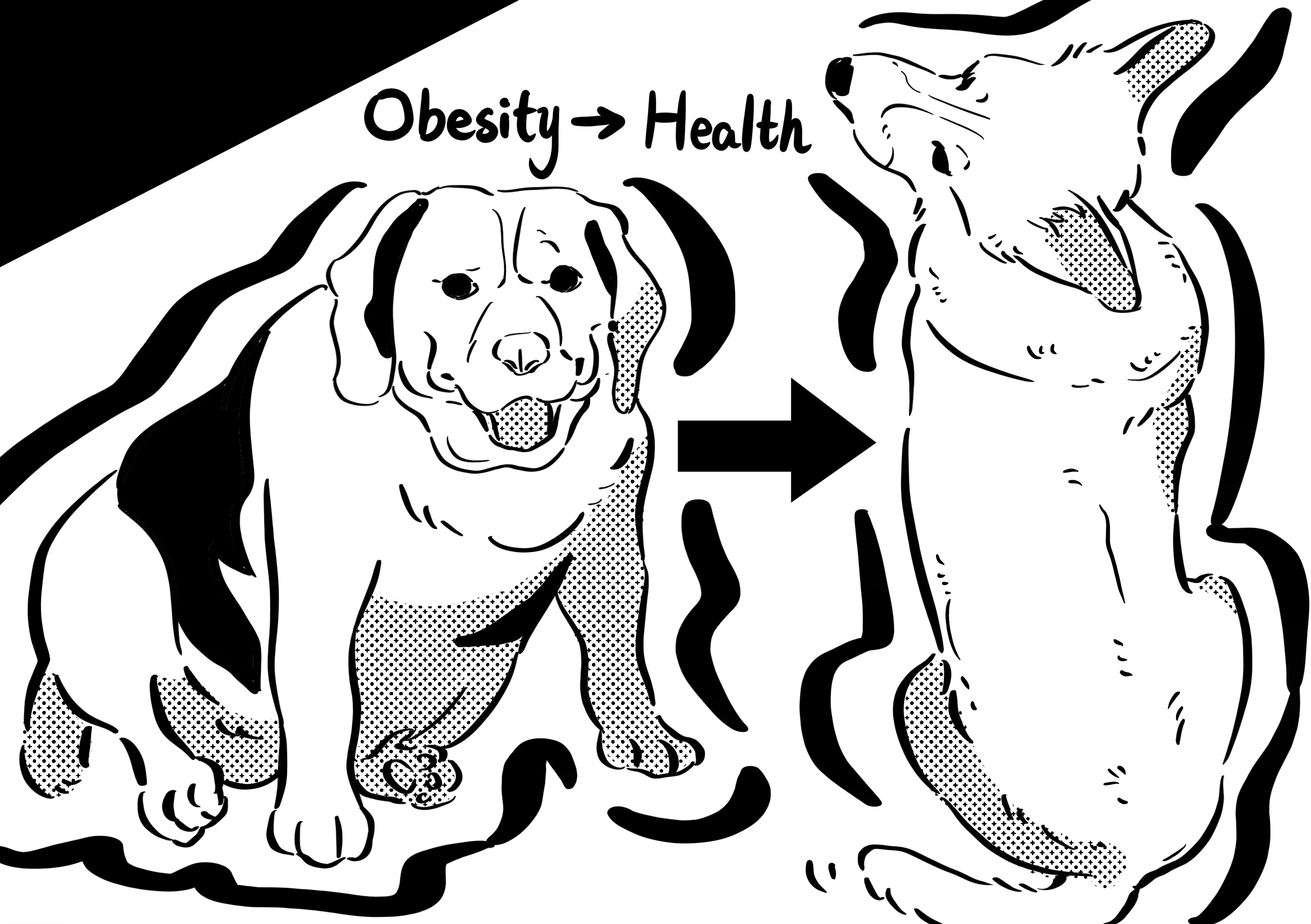 5 Signs your Dog Isn't Getting Enough Exercise a dog is lacking exercise