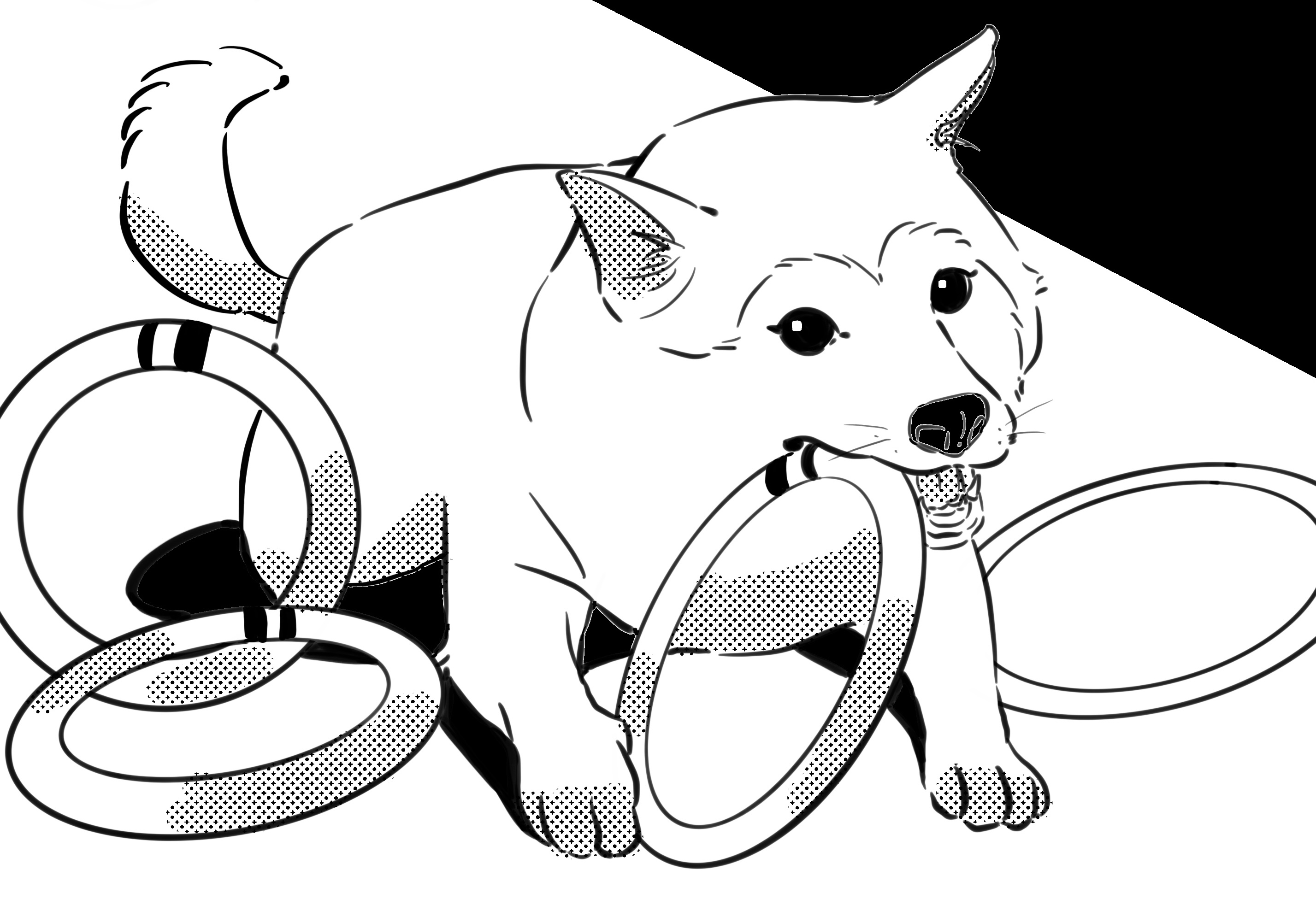 6 Tips for Boosting Your Pet's Well-being a dog is playing with toys