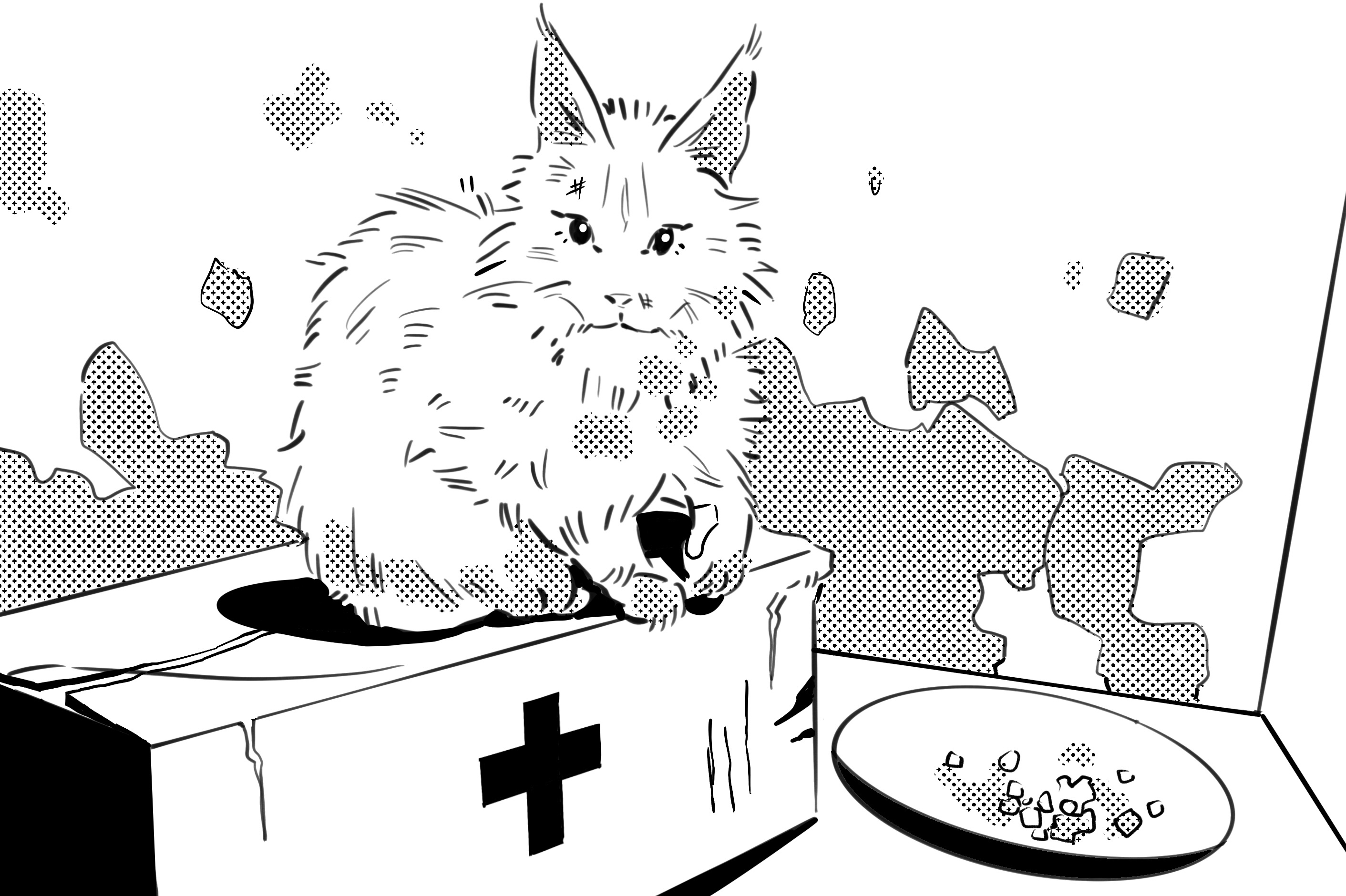 a cat at a rescue center