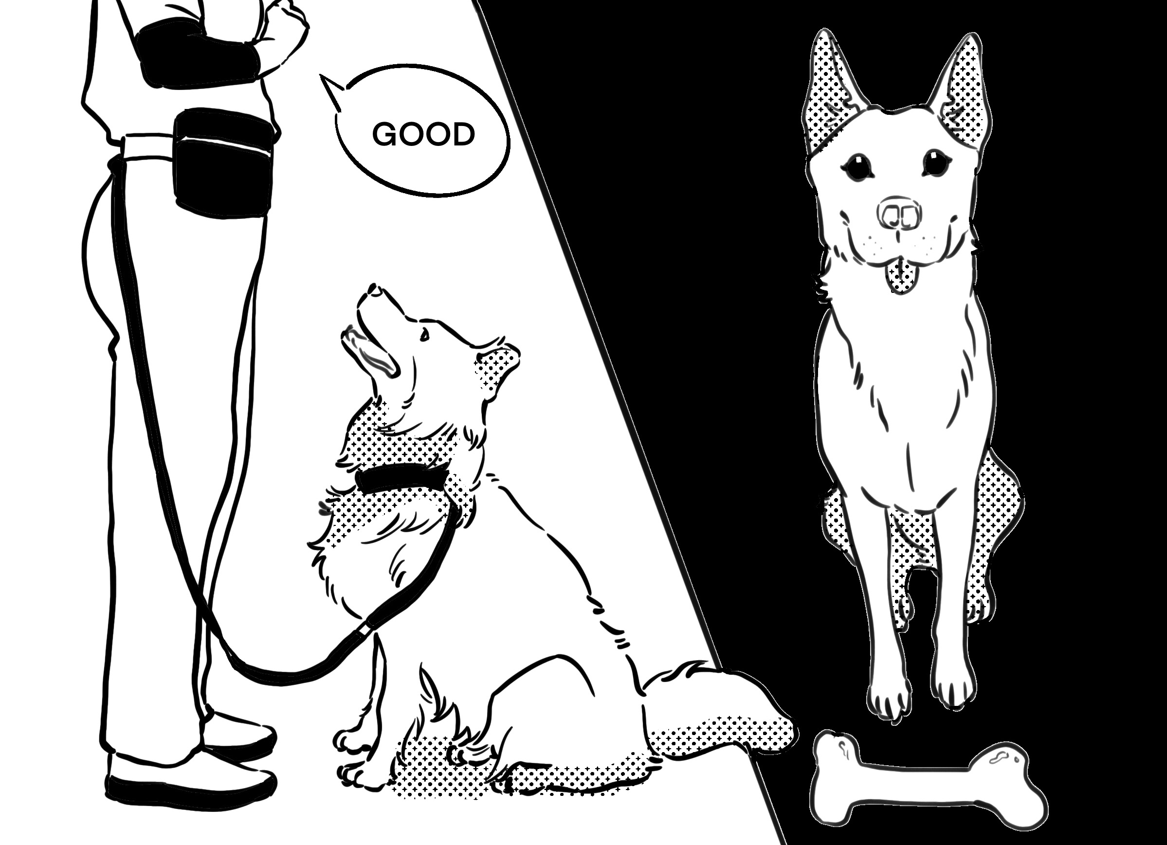 dog is playing with its owner