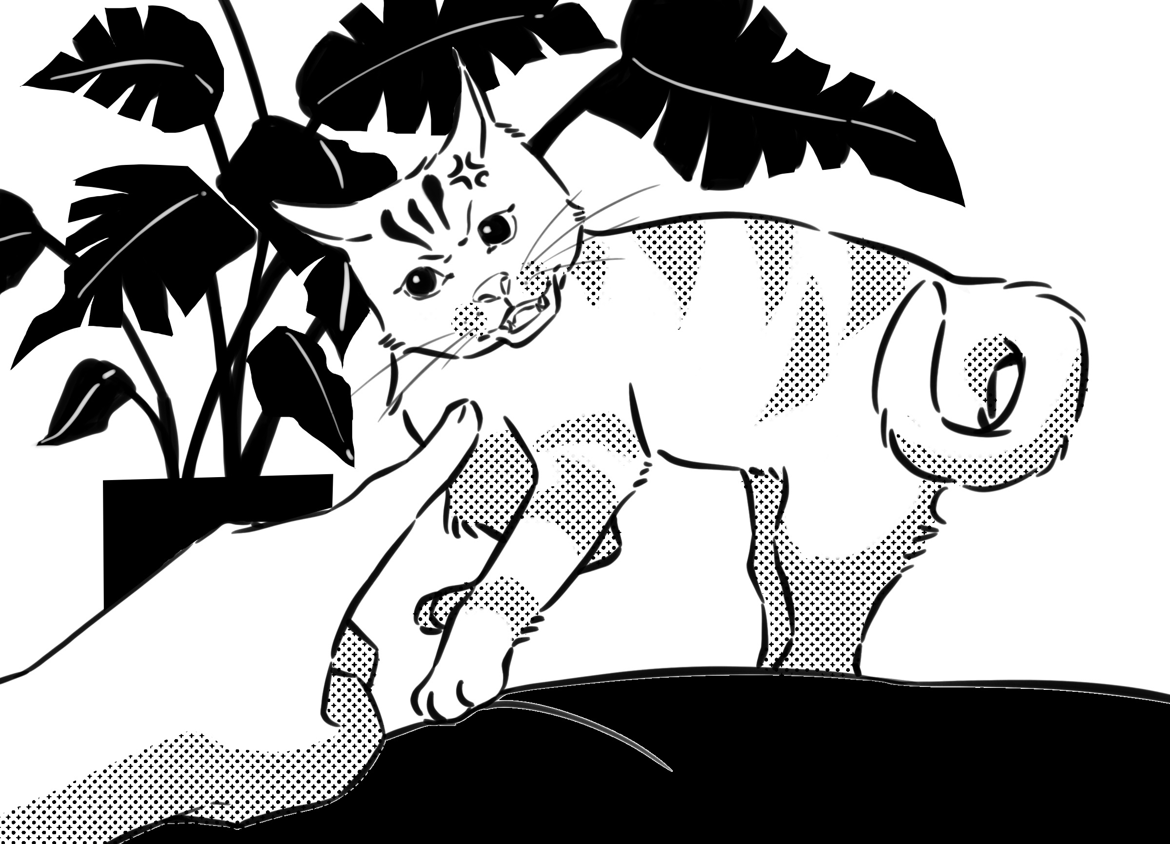two cats fighting each other