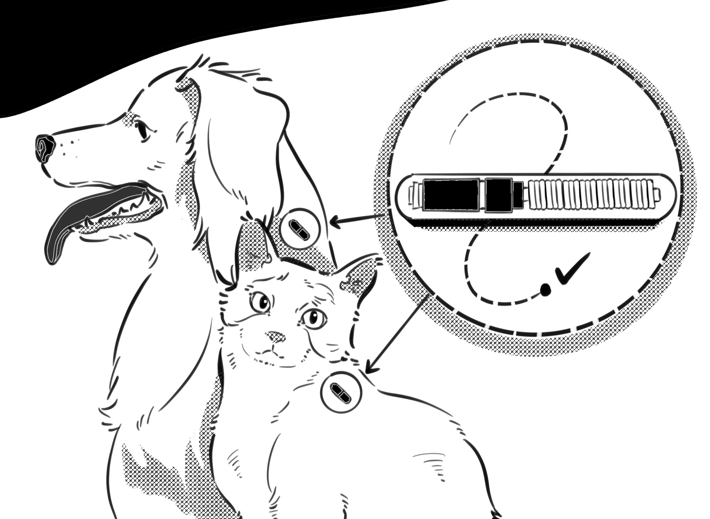 microchip on cat and dog