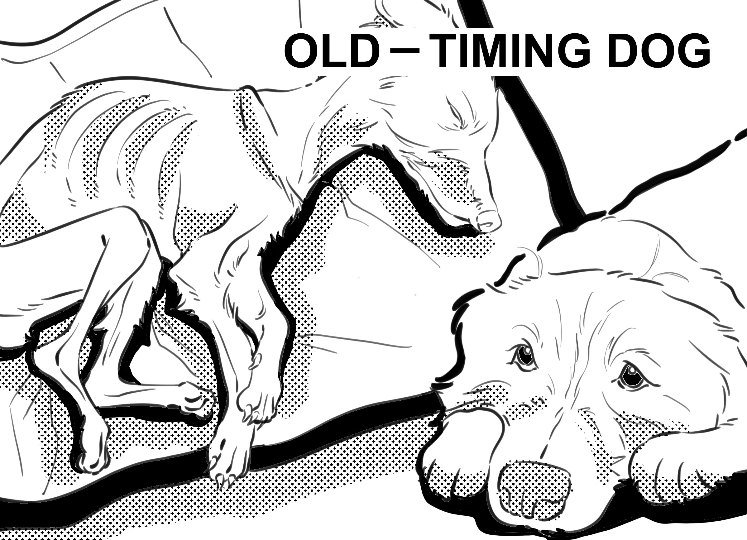 a senior dog 